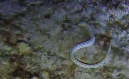 X-Flare video eel goes after sea snail